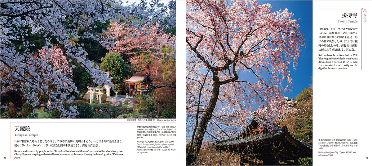 京都桜旅